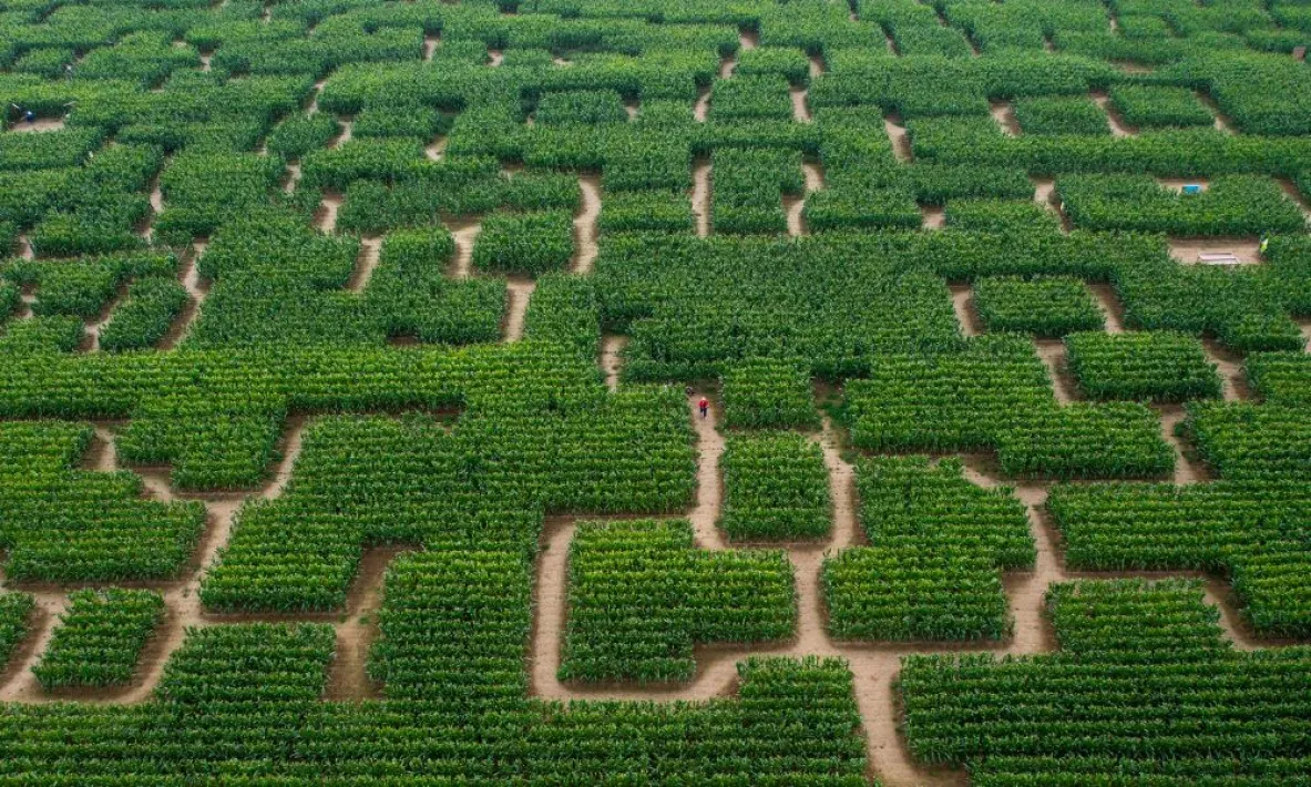 Pop Corn Labyrinthe