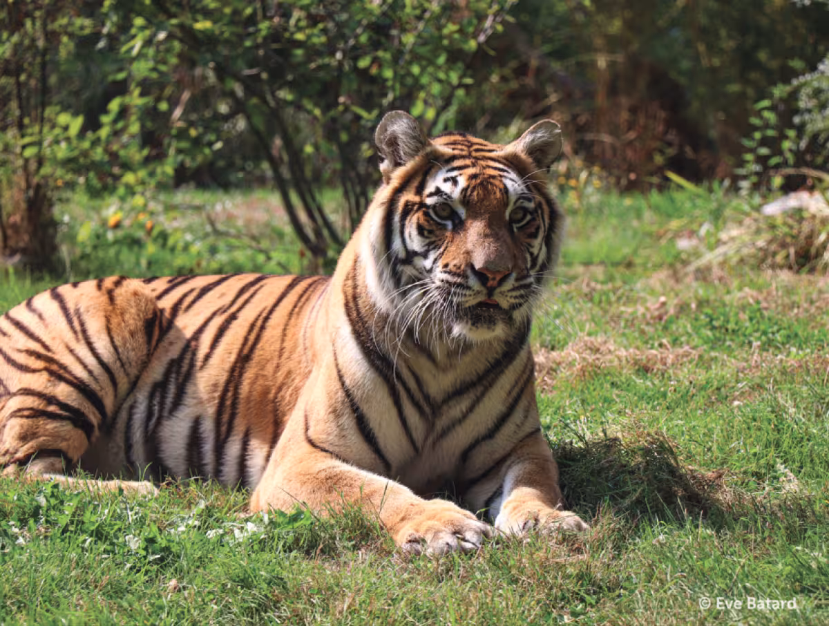 Parc safari planète sauvage