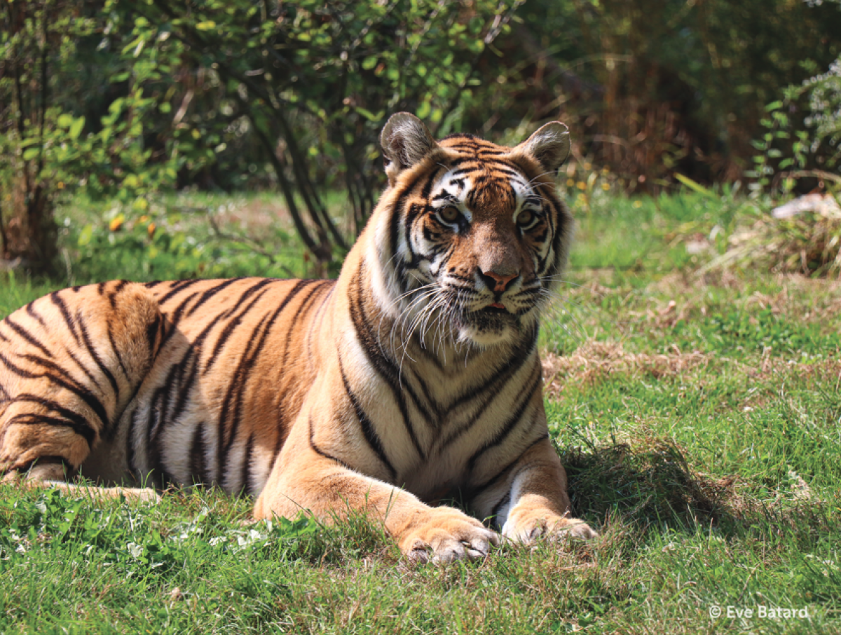 Parc safari planète sauvage