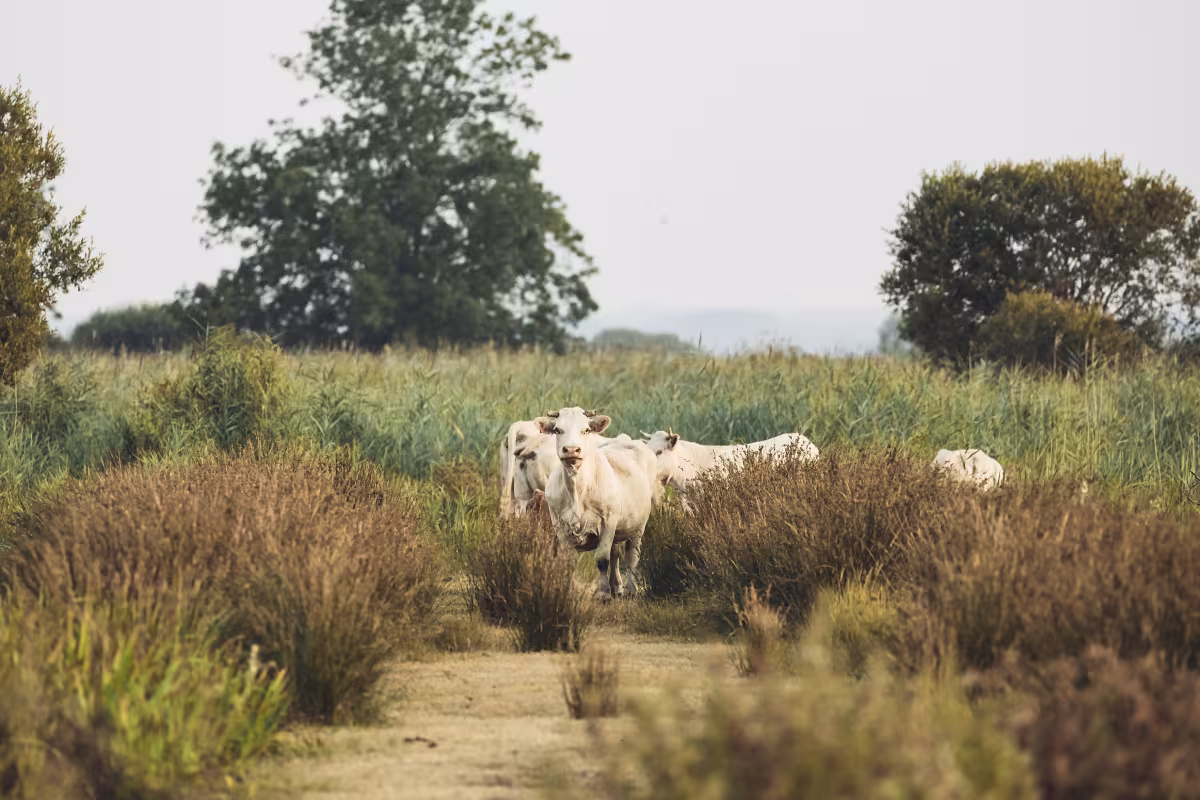 vaches Brière