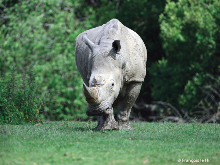 Rhinocéros