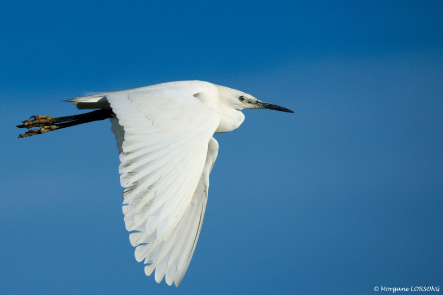 Aigrette en vol