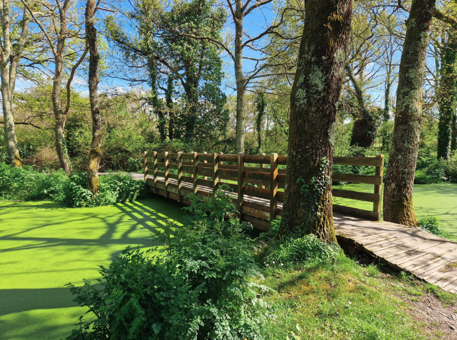 Petit pont et étang dans le bocage