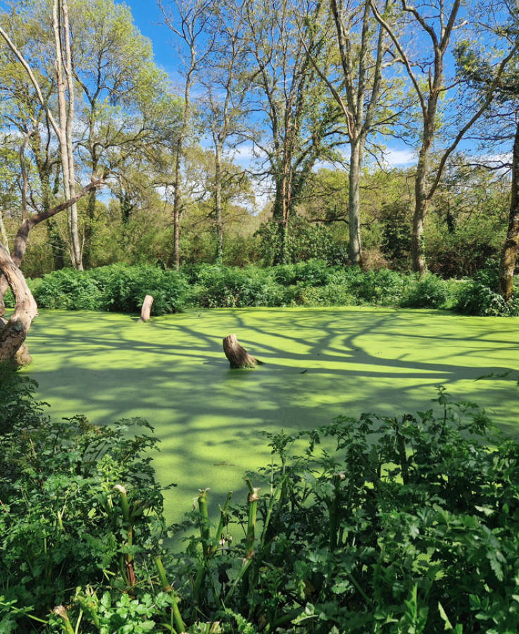 Etang dans le bocage
