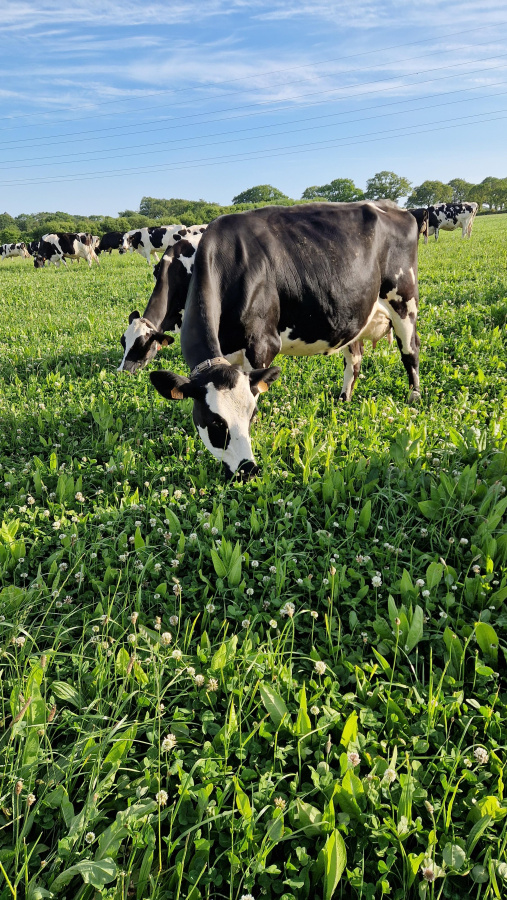 Vache
