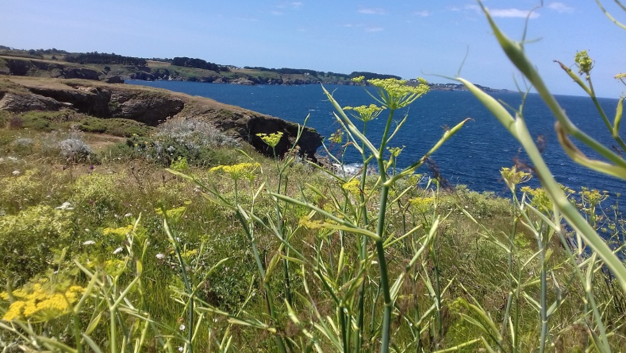 Paysage avec la côte sauvage et la mer