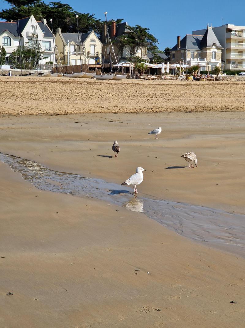 Mouettes à Pornichet