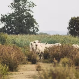 vaches Brière