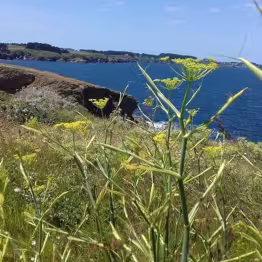 Paysage avec la côte sauvage et la mer