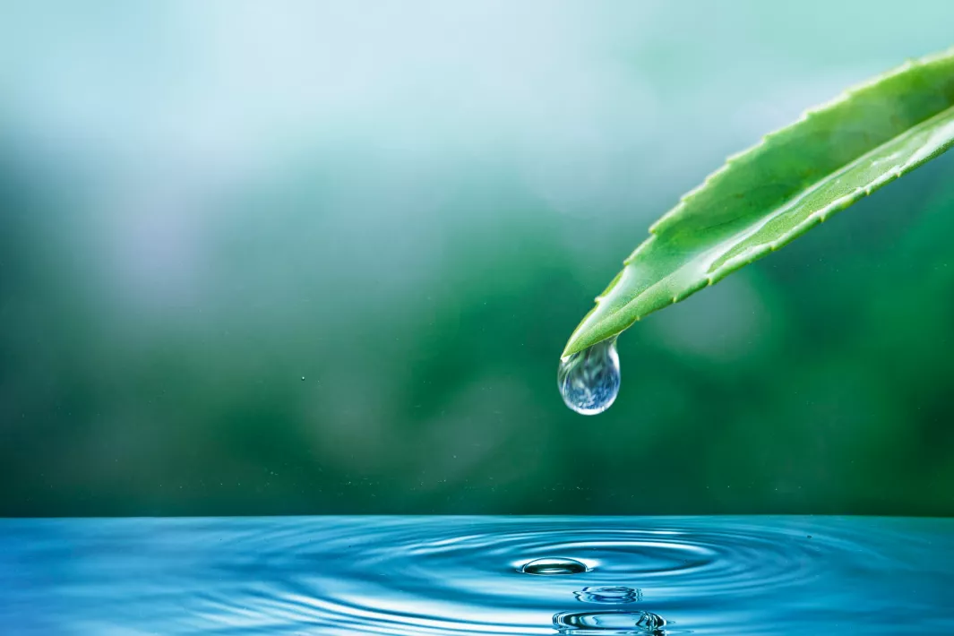 eau, nature, goutte