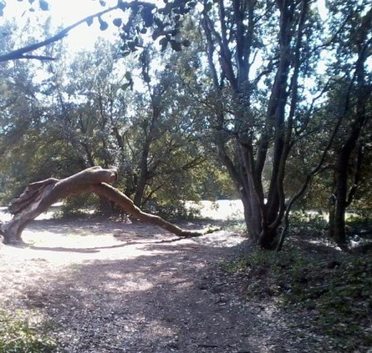 De la dune à la forêt