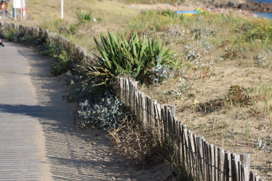 Le chemin des Douaniers