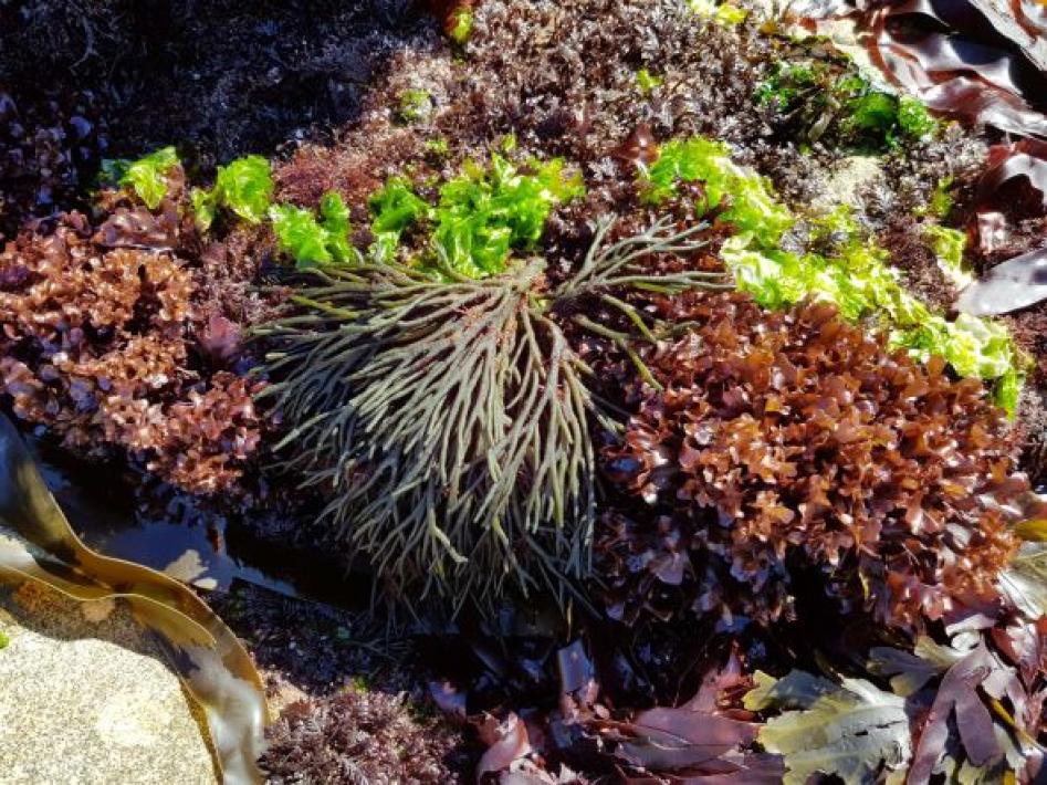 Les algues, nouvelles saveurs marines