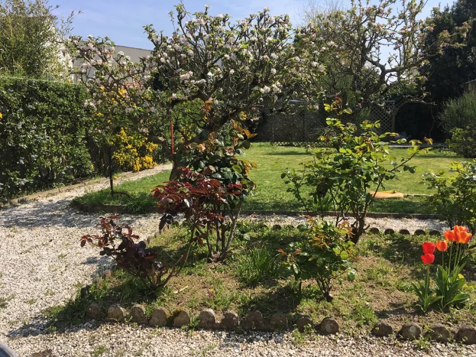 MARRAST jardin arbre fruitier MARRAST jardin arbre fruitier