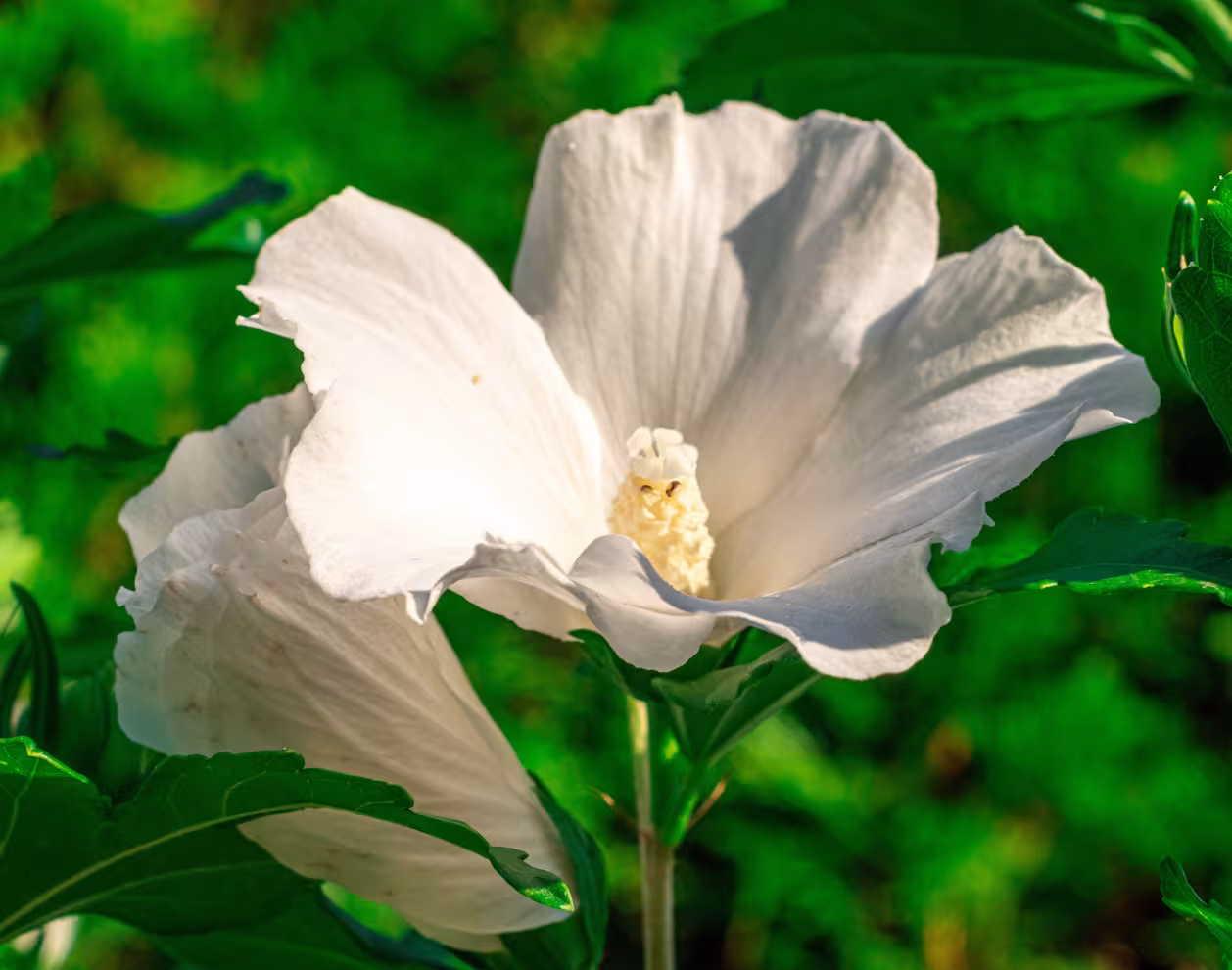 Fleur