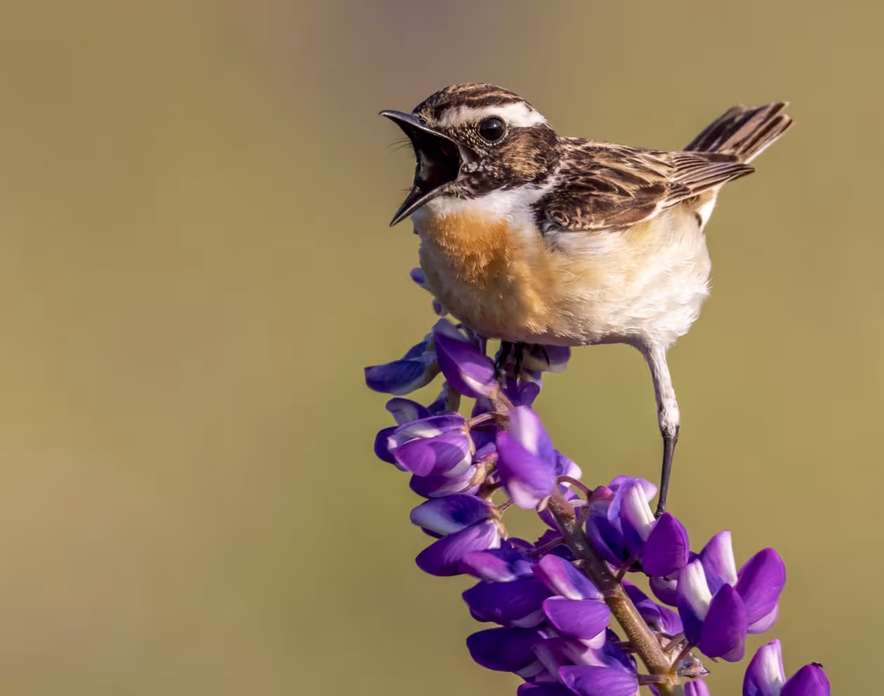 Un oiseau qui chante